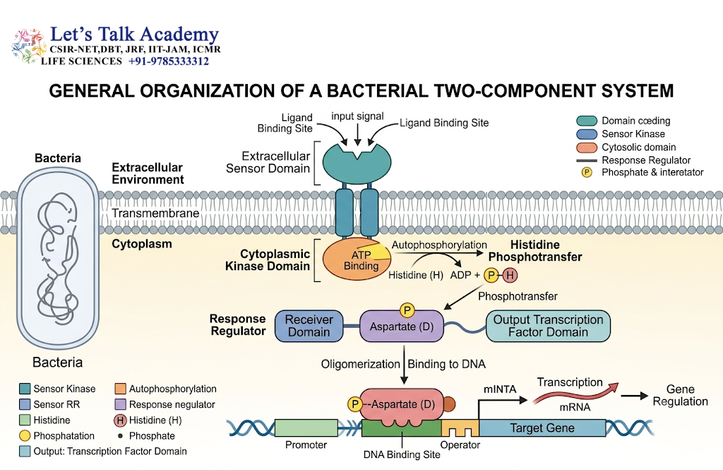 General Organization of Bacterial Two-Component Systems