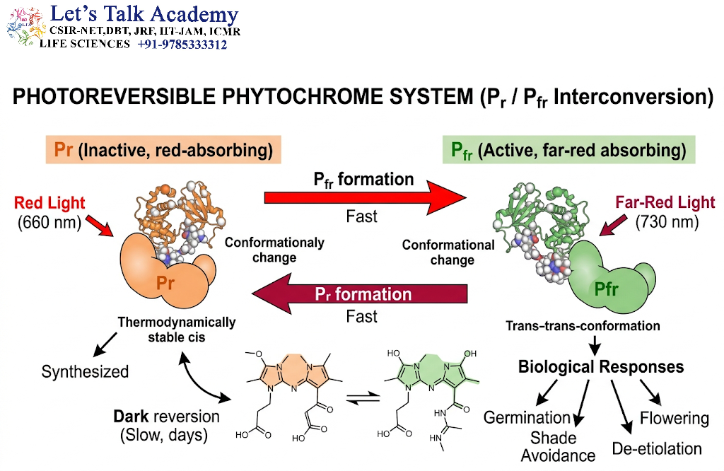 Photoreversible Phytochrome System