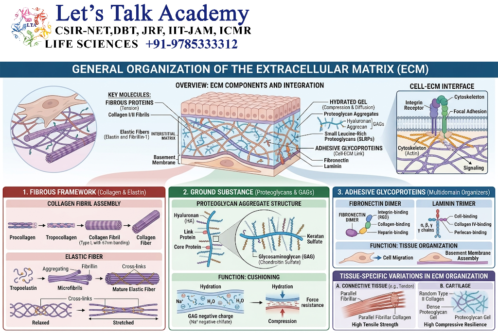 General Organization of the Extracellular Matrix