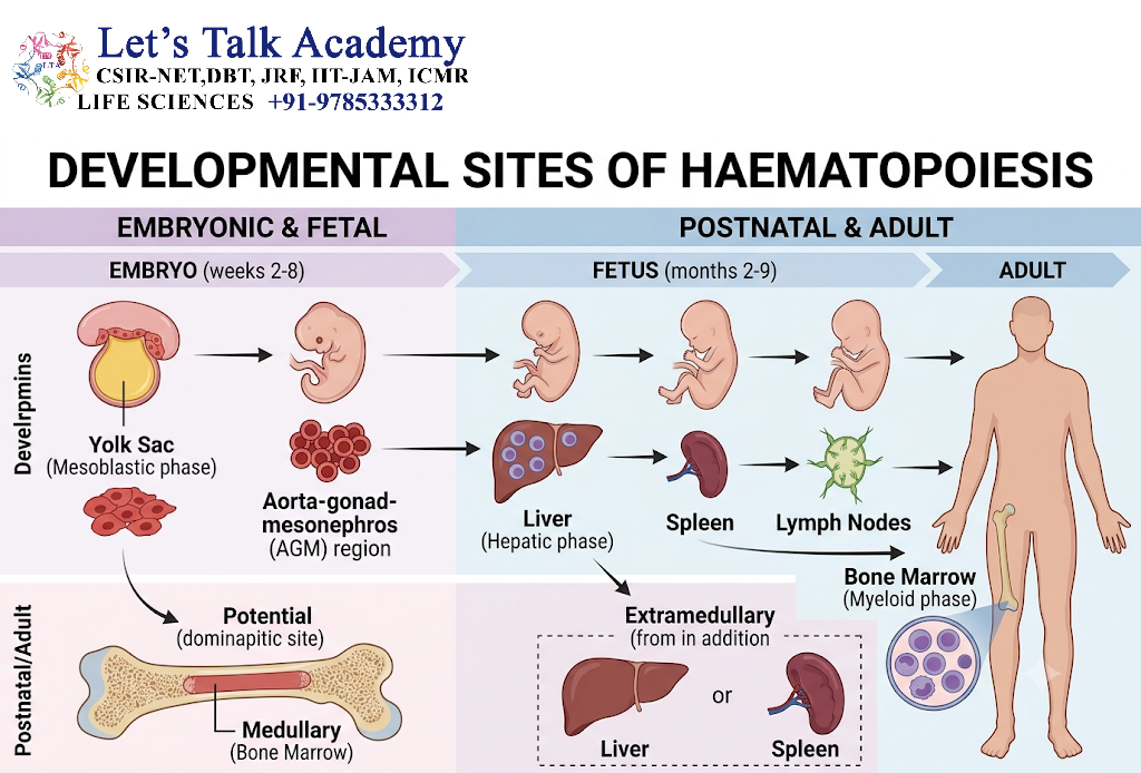 Developmental Sites of Haematopoiesis