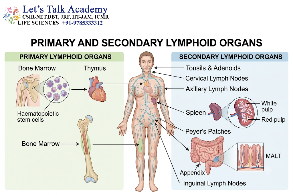 Primary and Secondary Lymphoid Organs