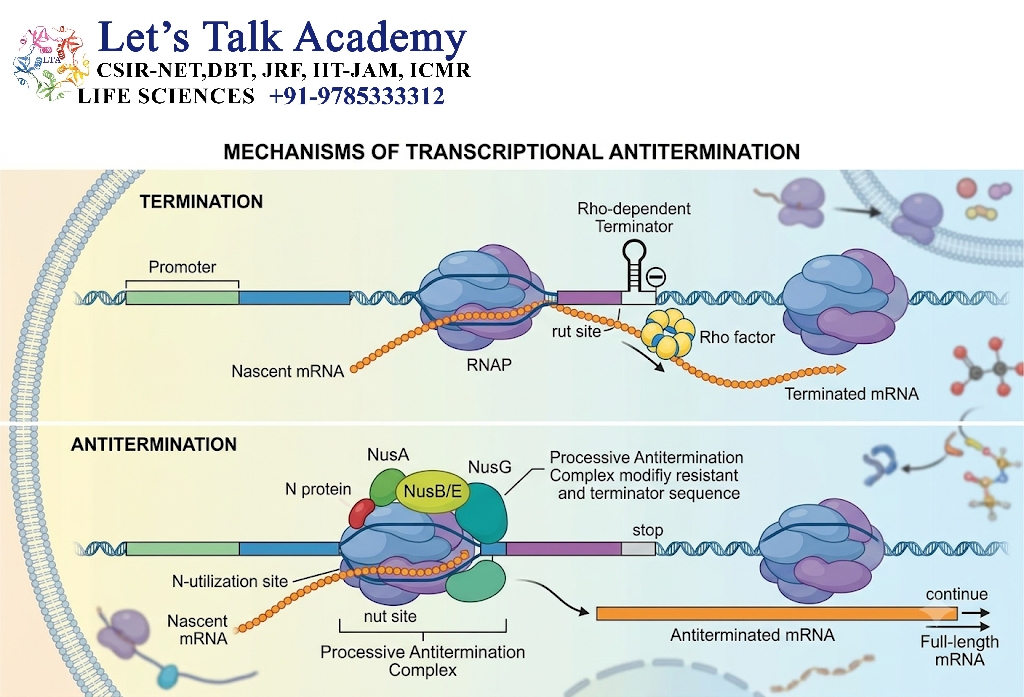 Antitermination