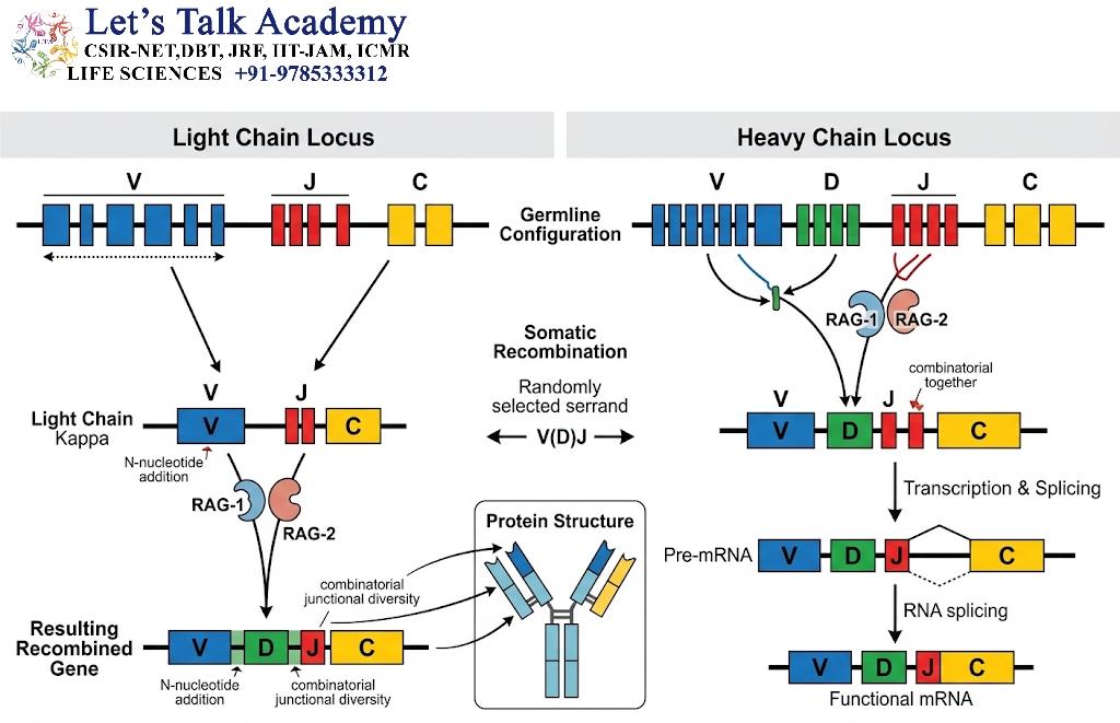 Organization of Immunoglobulin Genes
