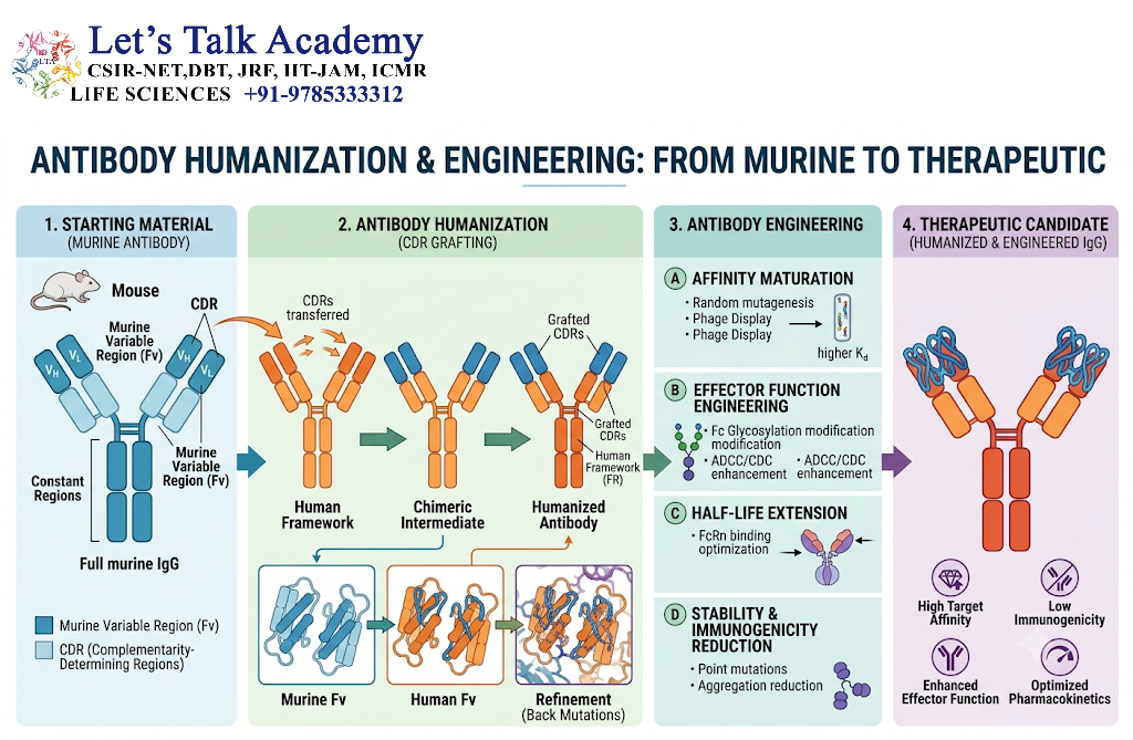 Antibody Humanization and Engineering