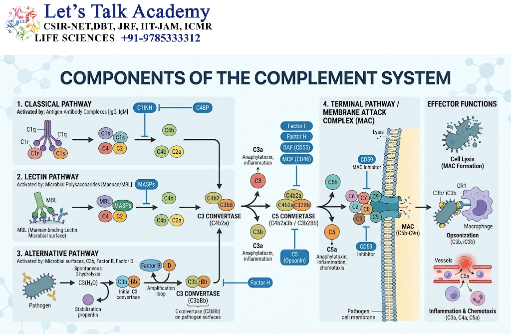 Components of the Complement System