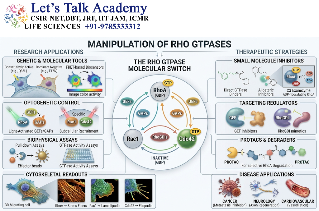 Manipulation of Rho GTPases
