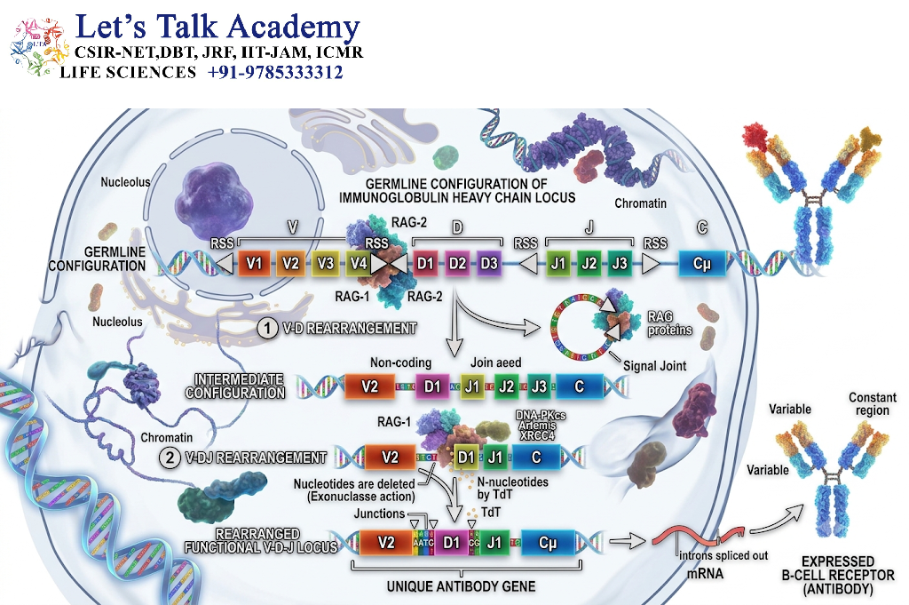 Concept of Genetic Rearrangement