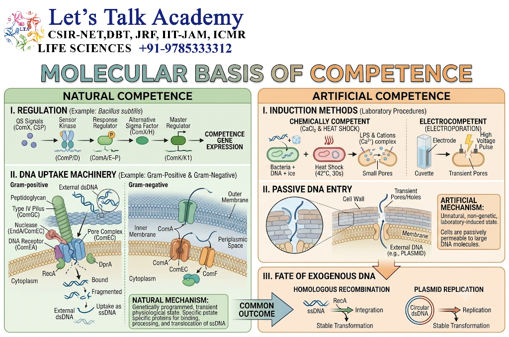 Molecular Basis of Competence