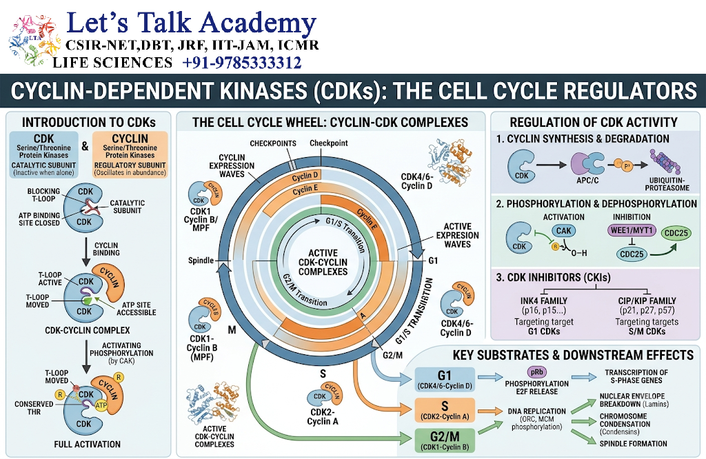 Cyclin-Dependent Kinases