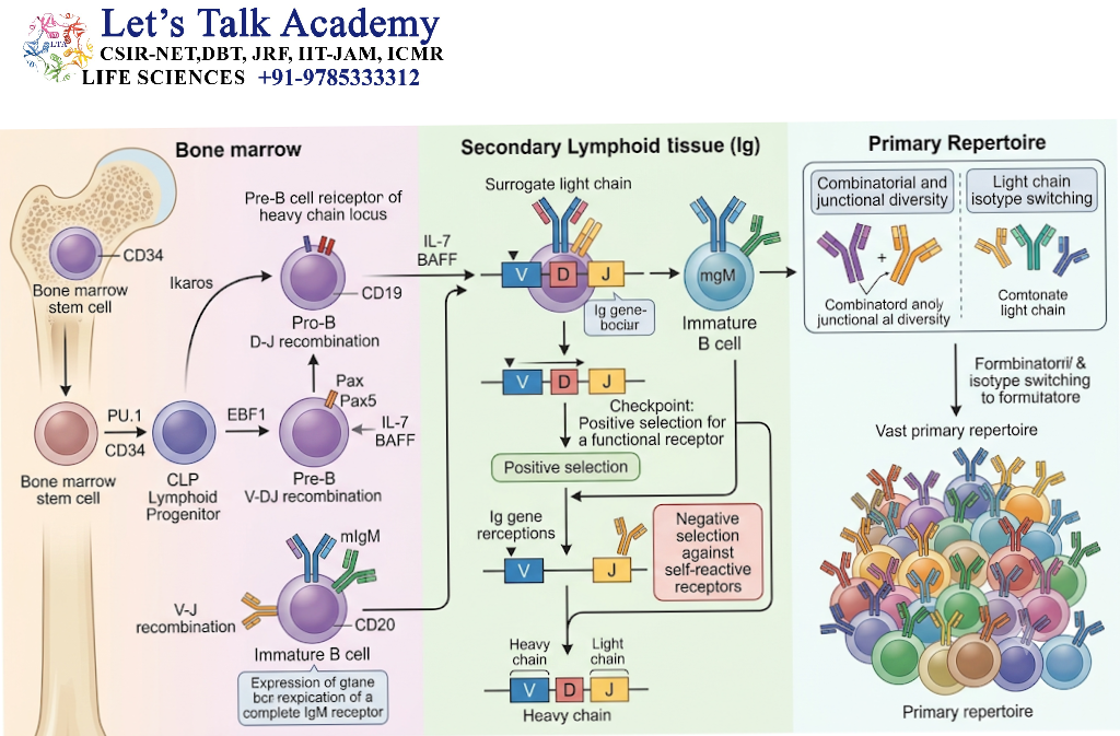 B-Cell Development and the Formation of the Primary Repertoire