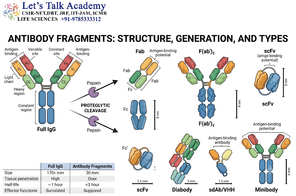 Antibody Fragments
 
