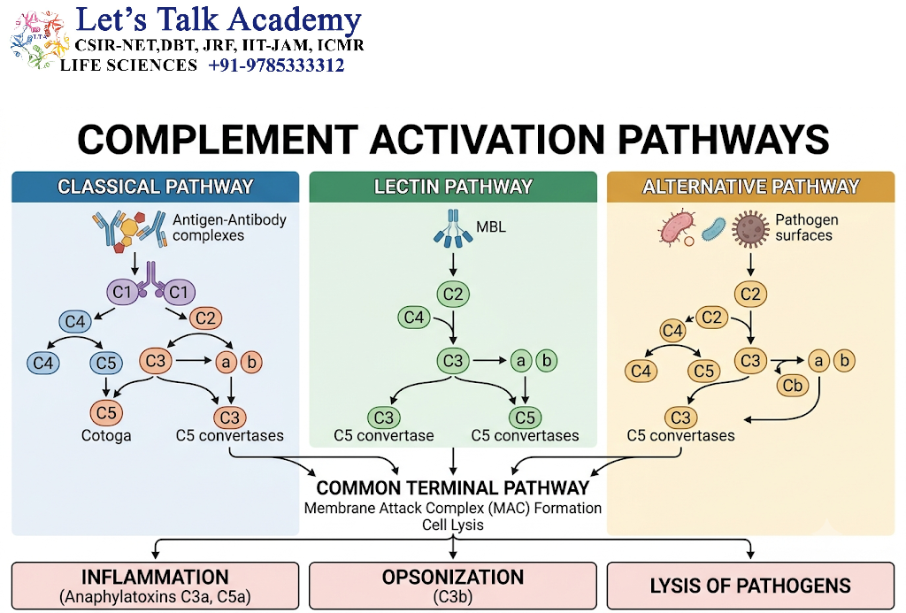 Complement Activation Pathways