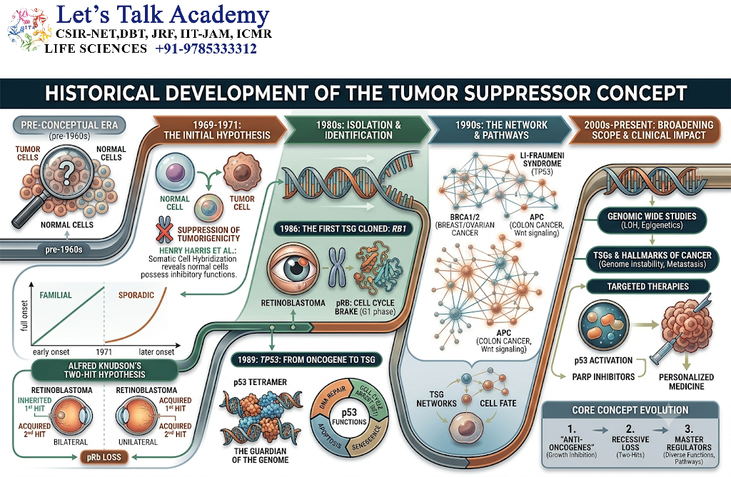 Historical Development of the Tumor Suppressor Concept