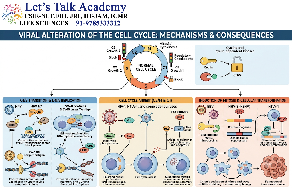 Viral Alteration of the Cell Cycle