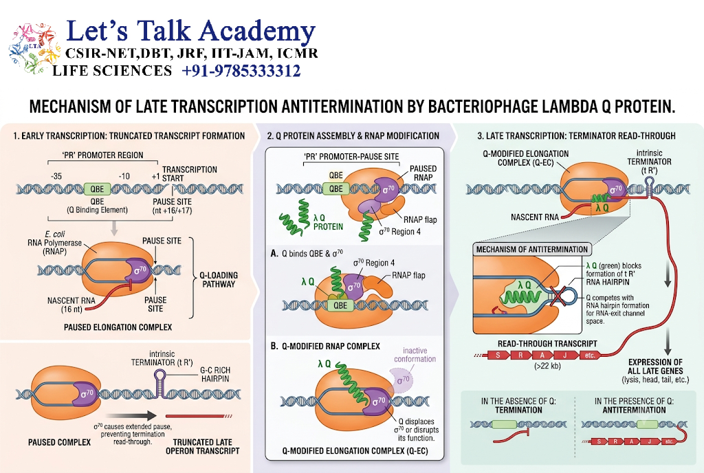 Q Protein and Late Transcription