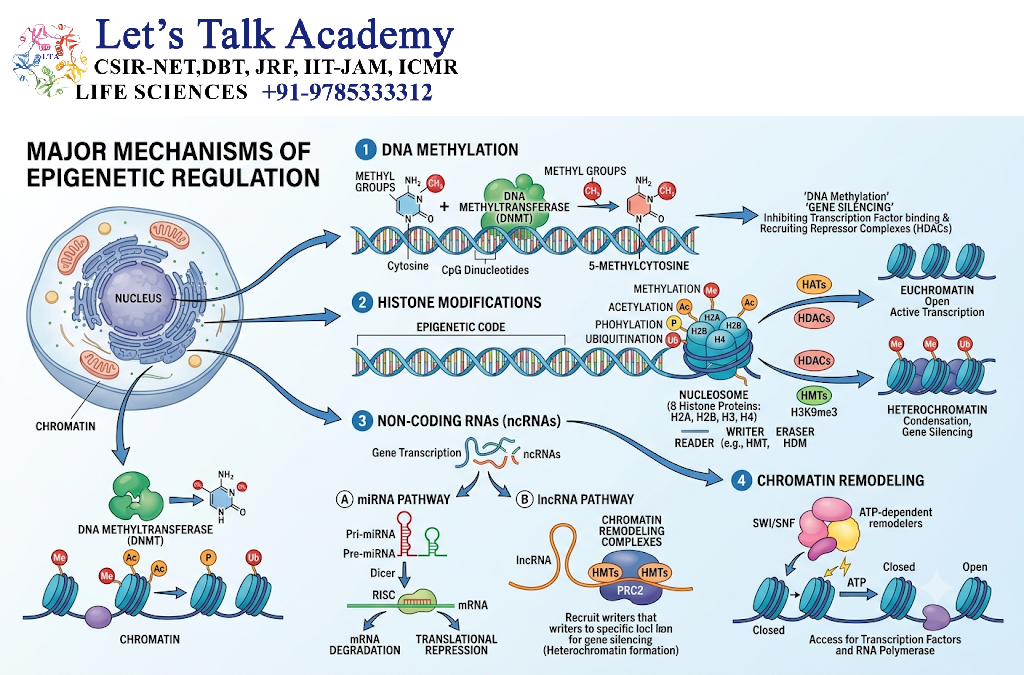 Major Mechanisms of Epigenetic Regulation