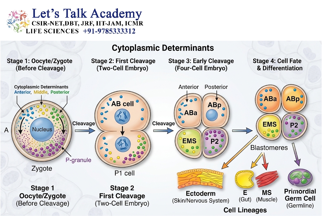 Cytoplasmic Determinants
