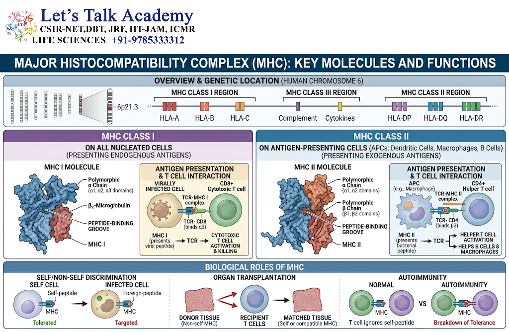 Major Histocompatibility Complex