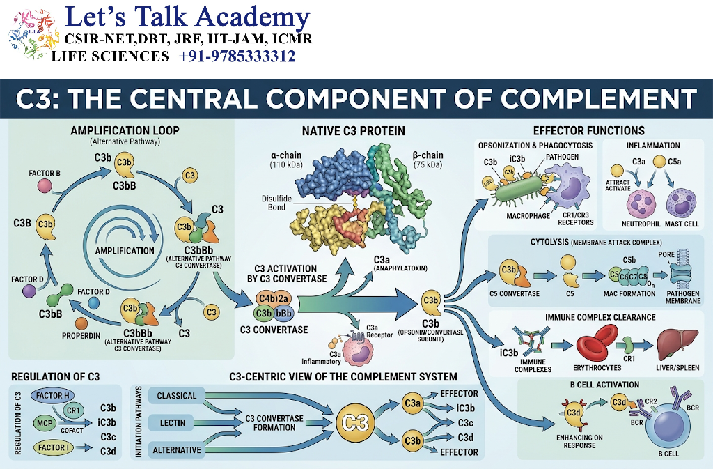 C3: The Central Component of Complement