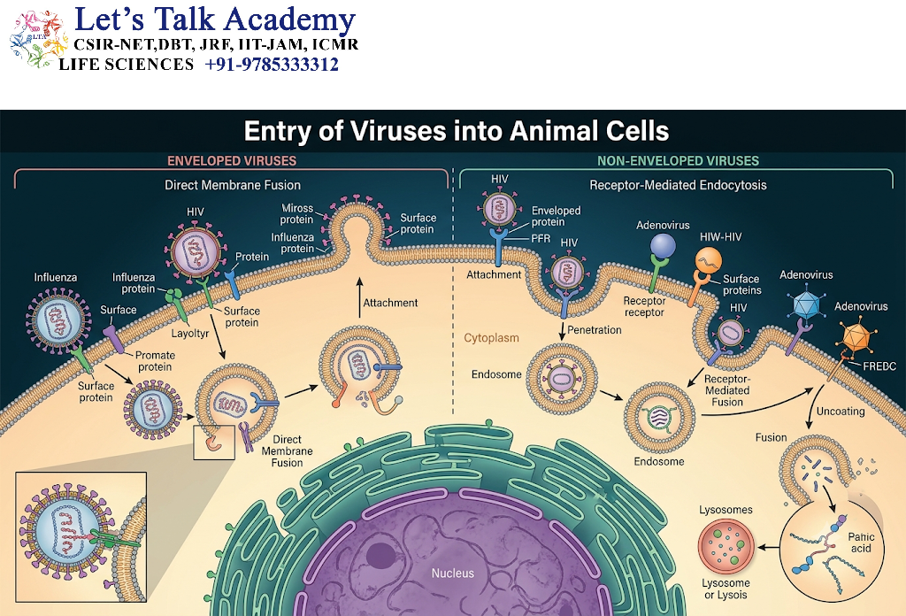 Entry of Viruses into Animal Cells