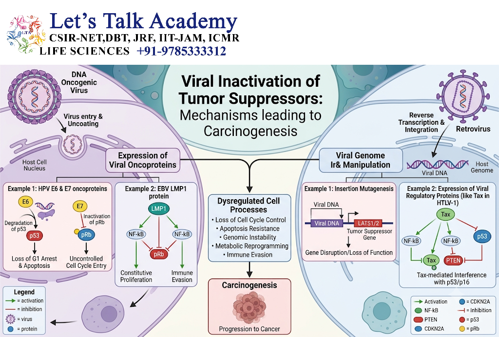 Viral Inactivation of Tumor Suppressors