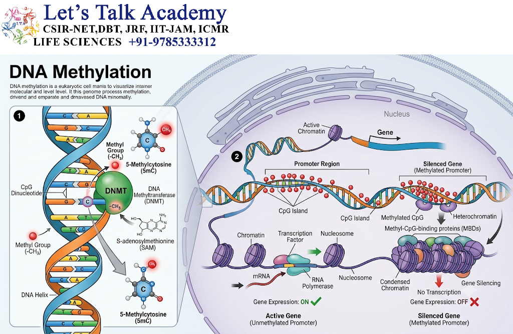 DNA Methylation