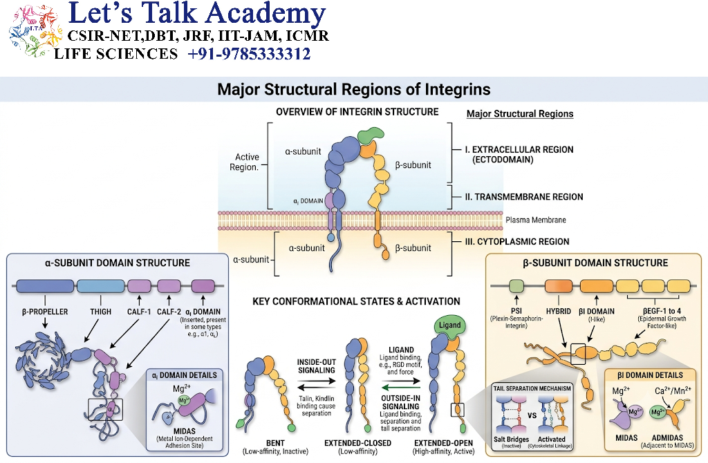 Major Structural Regions of Integrins