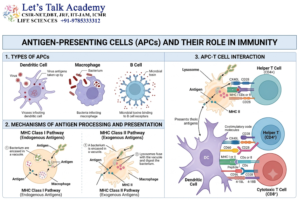 Antigen-Presenting Cells