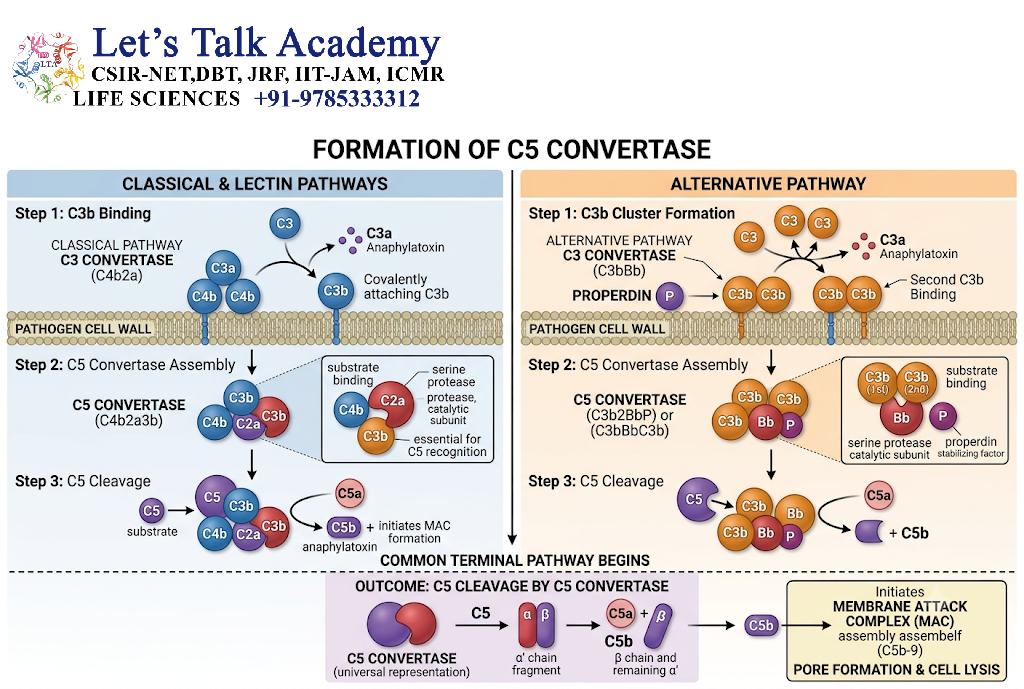 Formation of C5 Convertase