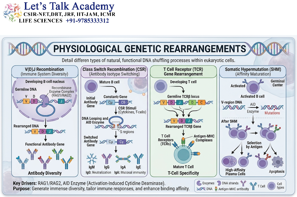 Physiological Genetic Rearrangements