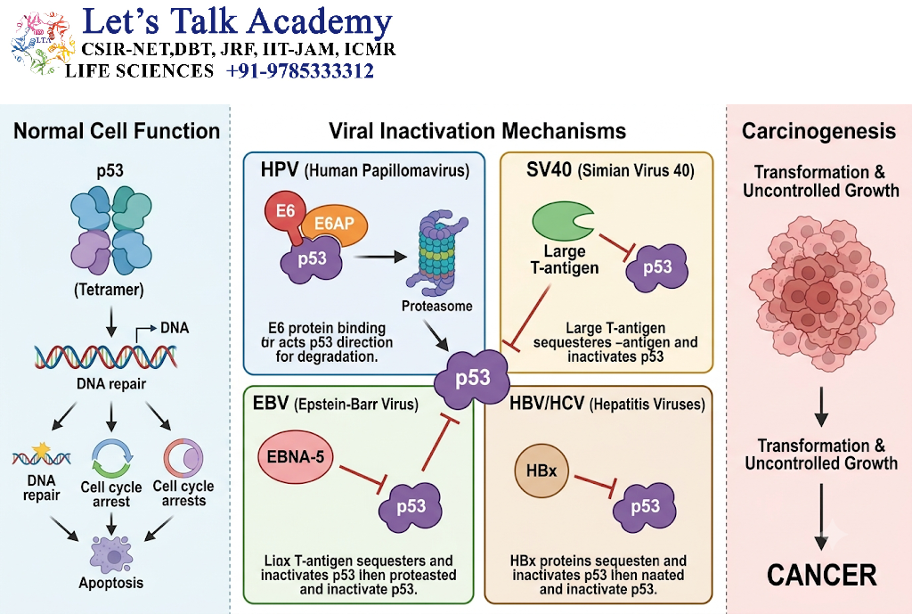 p53 and Viral Carcinogenesis