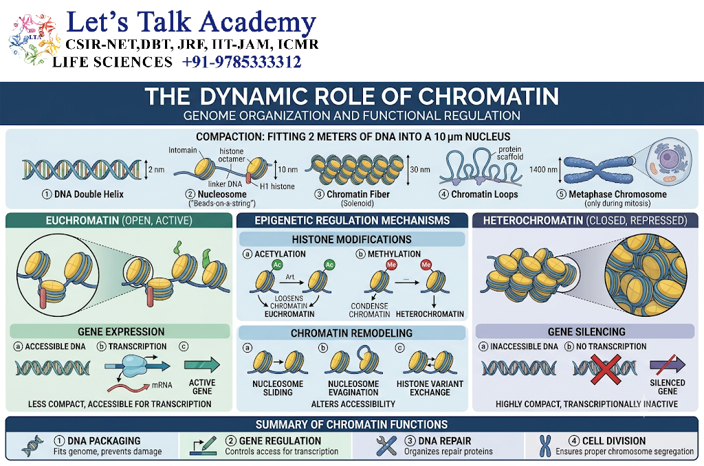 Role of Chromatin