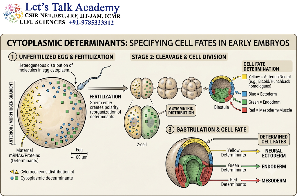 Cytoplasmic Determinants