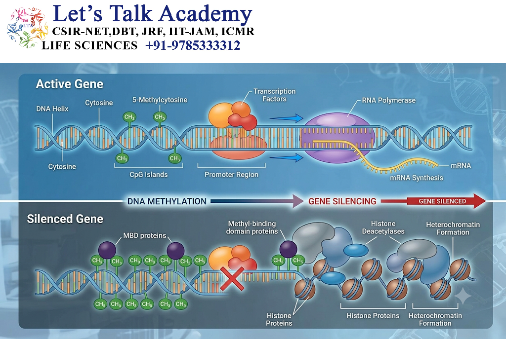 DNA Methylation and Gene Silencing