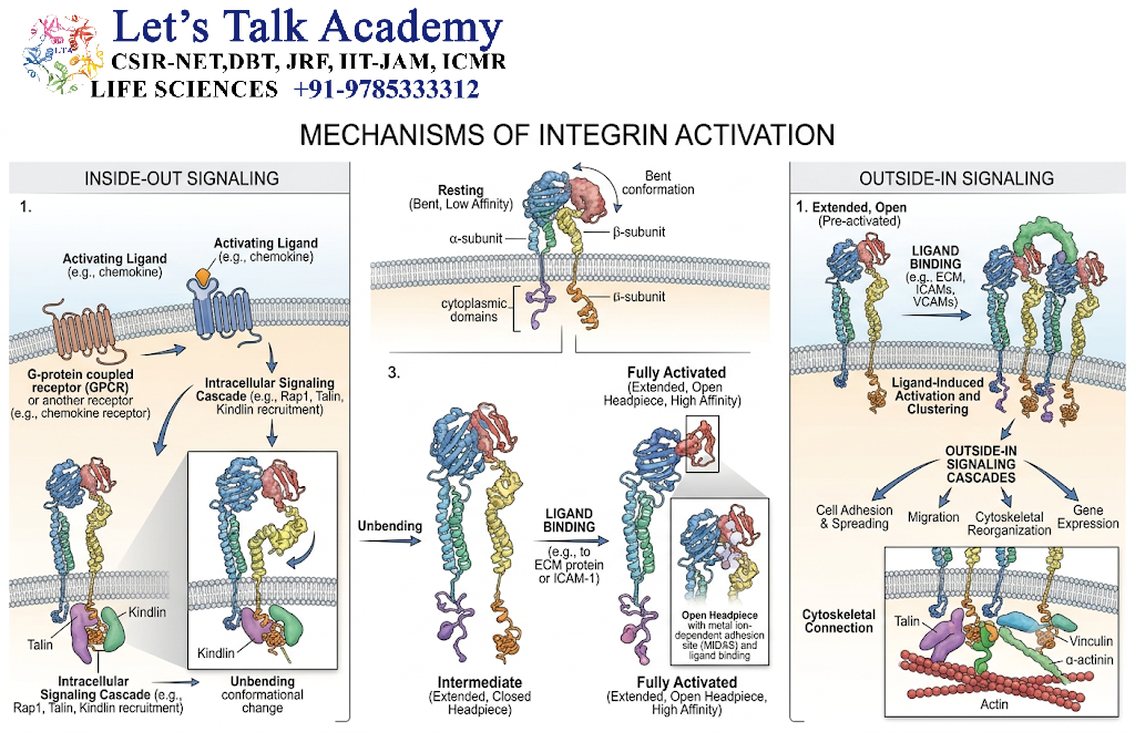 Integrin Activation