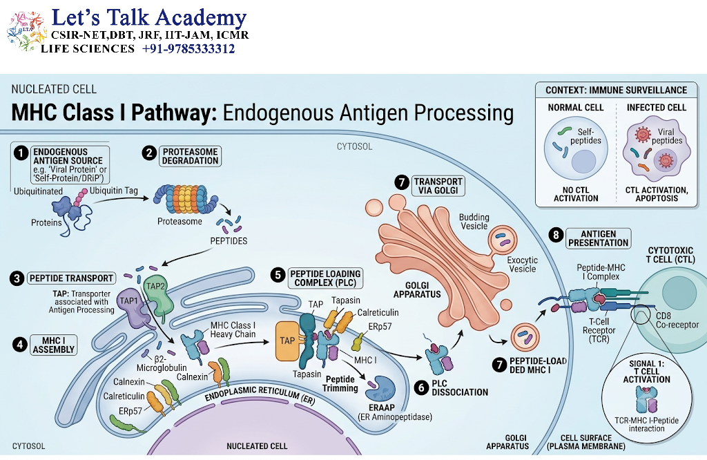 MHC Class I Antigen Processing and Presentation