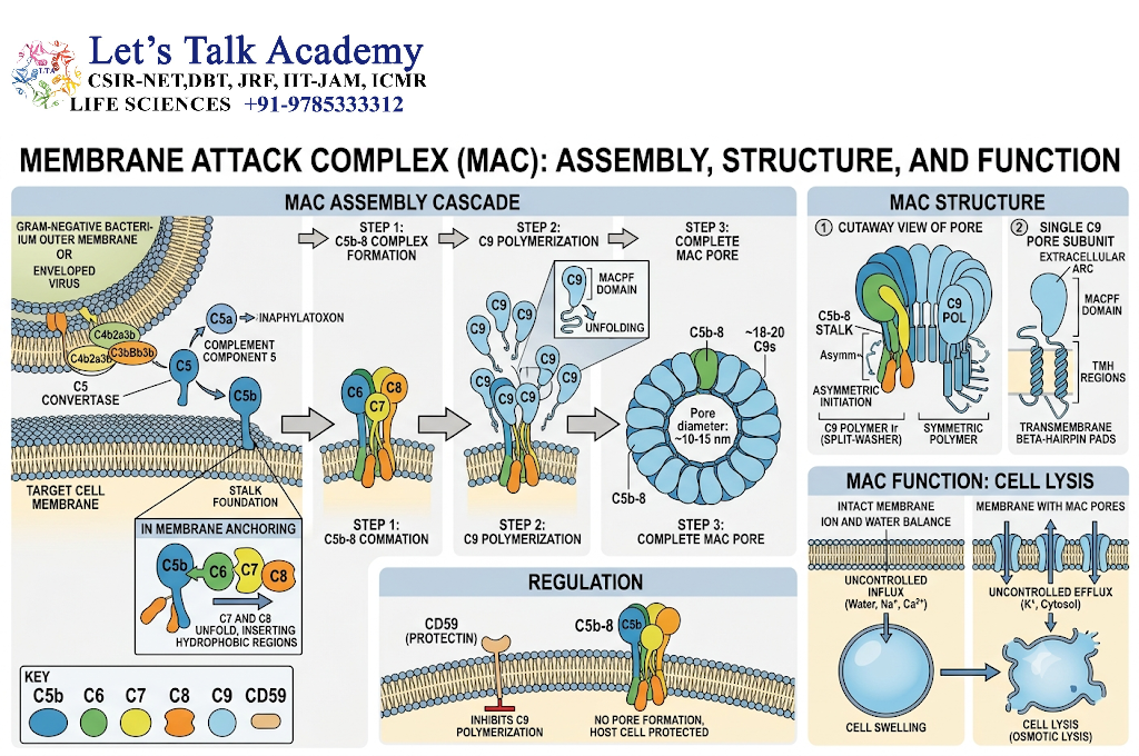 Membrane Attack Complex