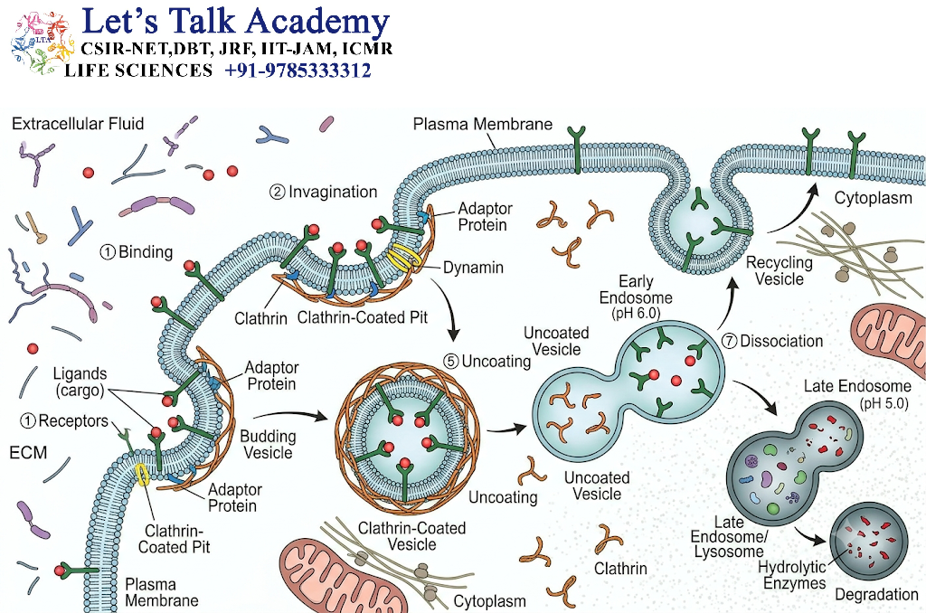 Receptor-Mediated Endocytosis