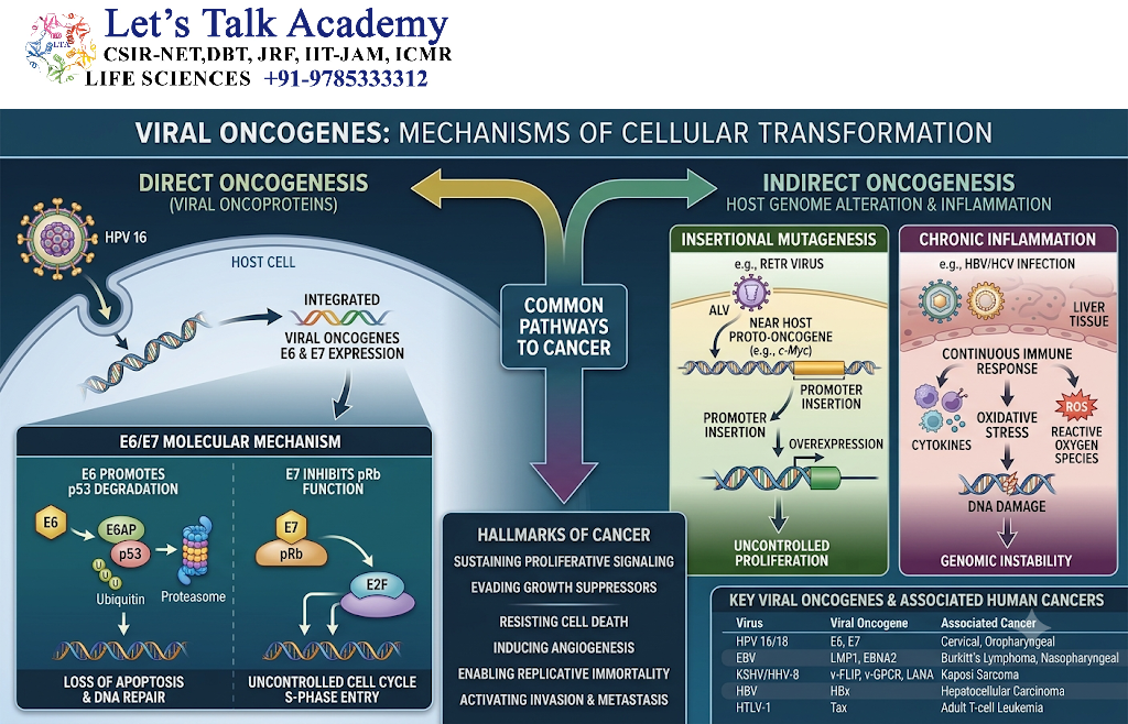 Viral Oncogenes