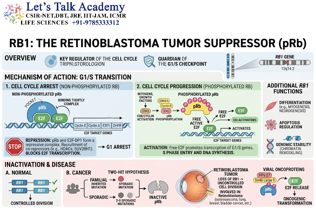 RB1: The Retinoblastoma Tumor Suppressor