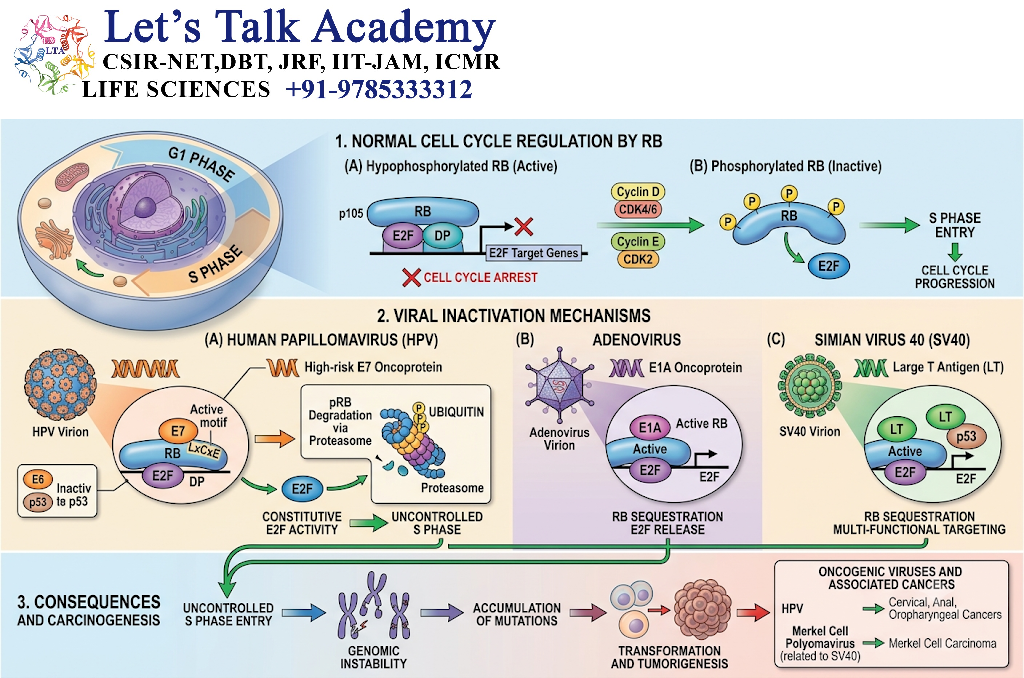 RB and Viral Carcinogenesis