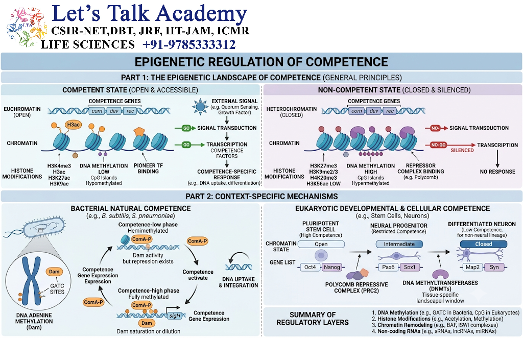 Epigenetic Regulation of Competence