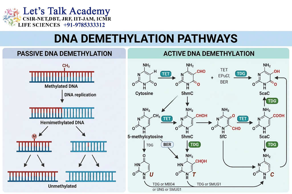 DNA Demethylation