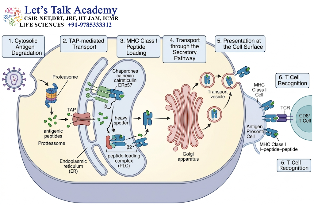 Transport of MHC Class I–Peptide Complexes to the Cell Surface