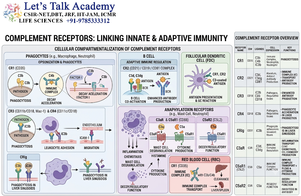 Complement Receptors