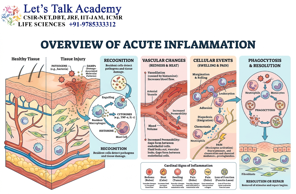 Acute Inflammation