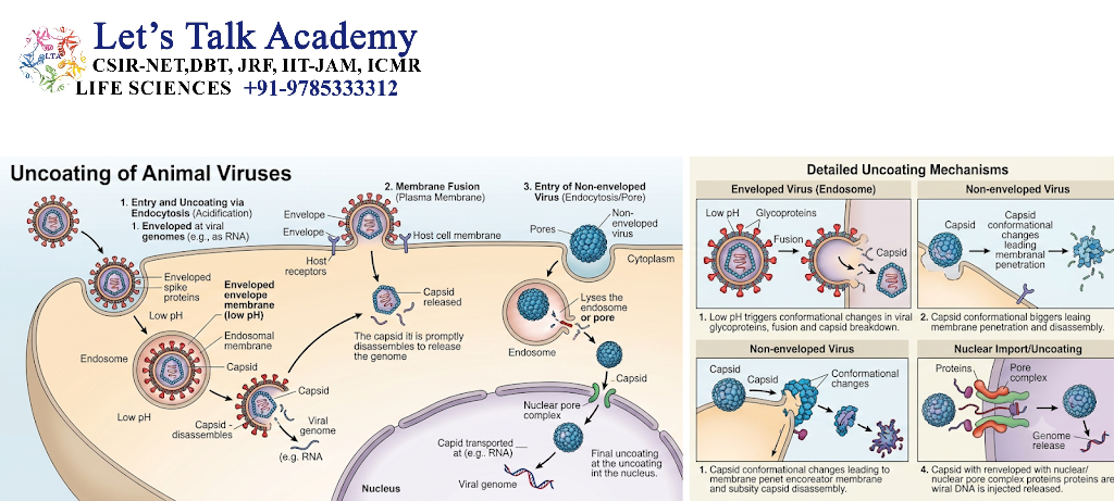Uncoating of Animal Viruses