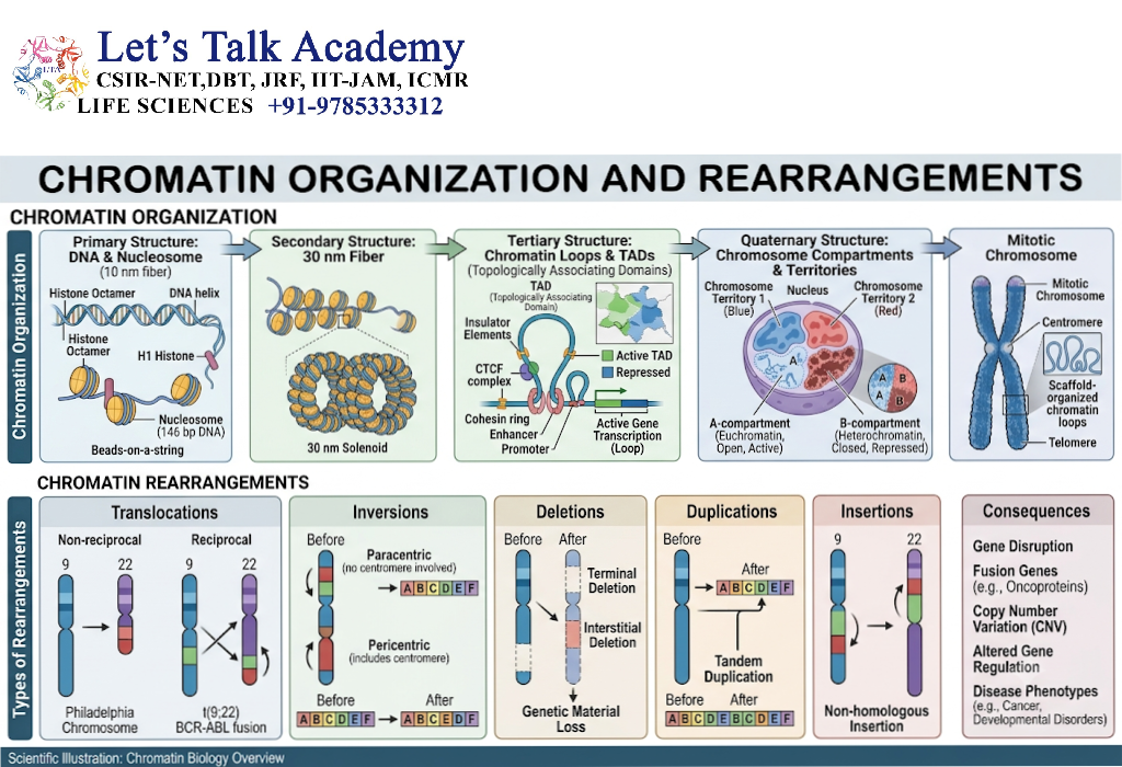 Chromatin Organization and Rearrangements