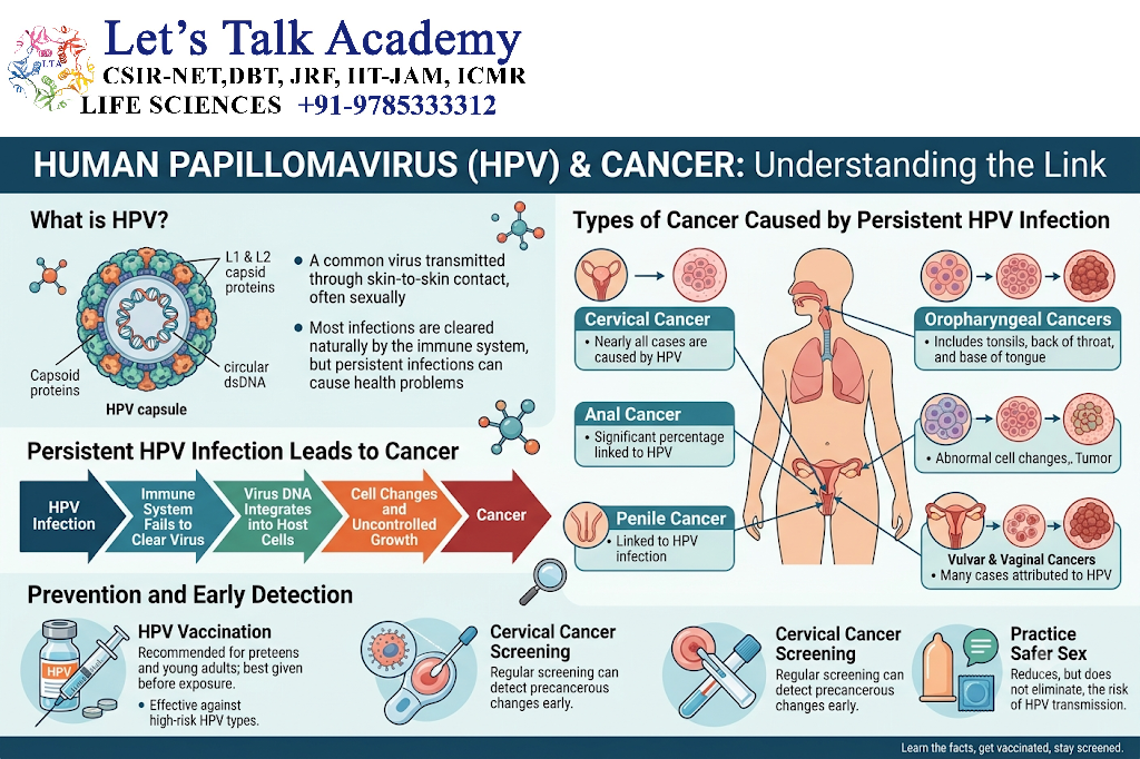 Human Papillomavirus and Cancer