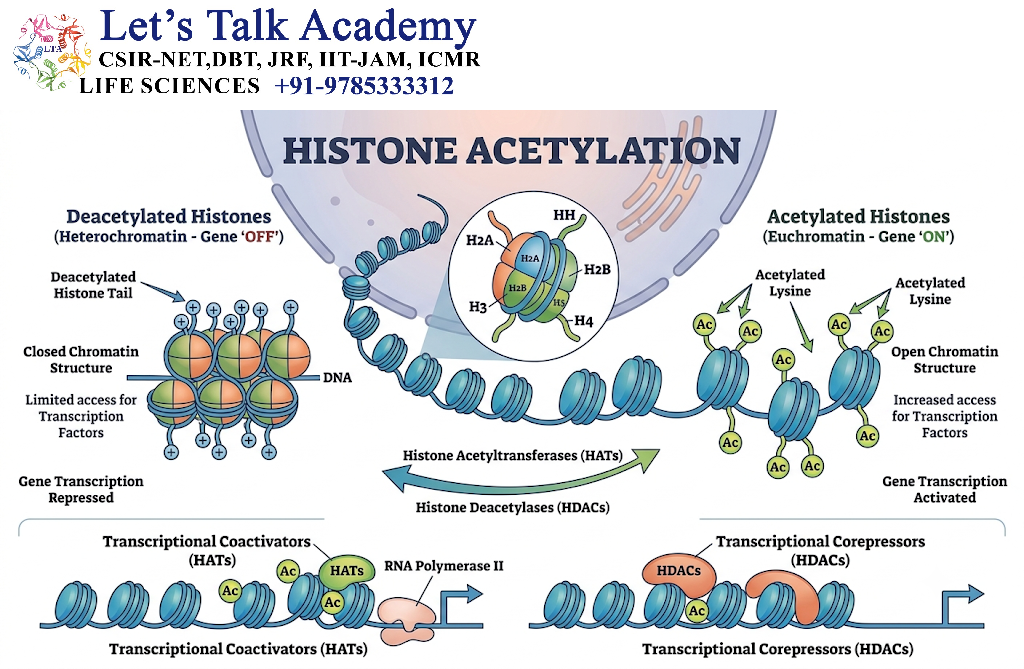 Histone Acetylation